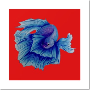 fish betta Posters and Art